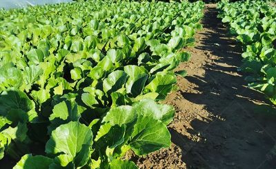 家庭种菜这几个老品种不要错过,新品种再牛也难比它们这些优势 - 今日头条 家庭种菜这几个老品种不要错过,新品种再牛也难比它们这些优势 - 图画吧TUHUABA