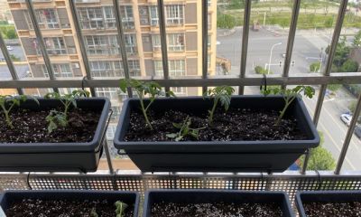 阳台那盆绿萝他剪下最壮的枝条插进新花盆花盆是今年补买的 - 图画吧TUHUABA