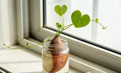 绿萝杀手自救指南:全国200万人亲测,这3种菜闭眼种爆盆 - 今日头条 绿萝杀手自救指南:全国200万人亲测,这3种菜闭眼种爆盆 - 图画吧TUHUABA