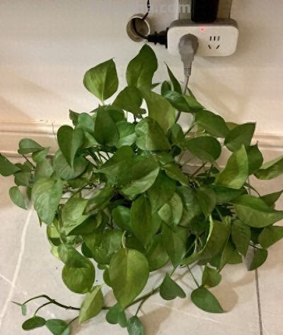 别再瞎浇水！绿萝激活气根才爆盆，轻松养成绿色瀑布 - 今日头条