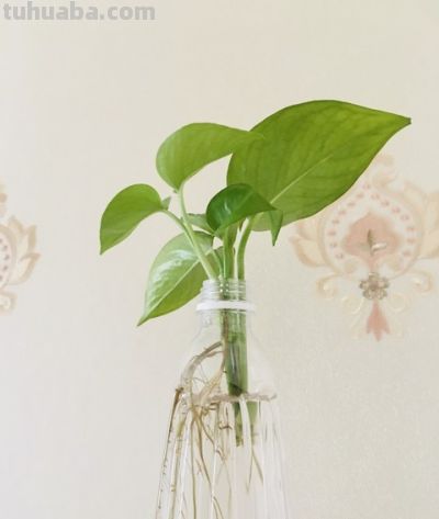 别再瞎浇水!绿萝激活气根才爆盆,轻松养成绿色瀑布 - 今日头条 别再瞎浇水!绿萝激活气根才爆盆,轻松养成绿色瀑布 - 图画吧TUHUABA