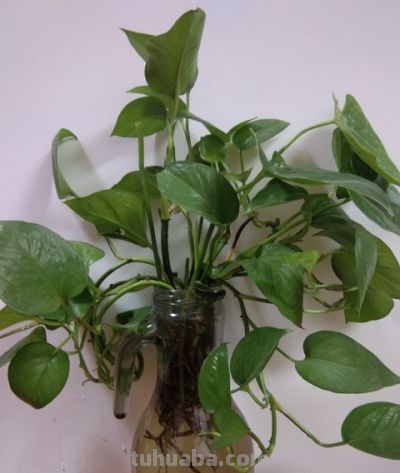 别再瞎浇水!绿萝激活气根才爆盆,轻松养成绿色瀑布 - 今日头条 别再瞎浇水!绿萝激活气根才爆盆,轻松养成绿色瀑布 - 图画吧TUHUABA