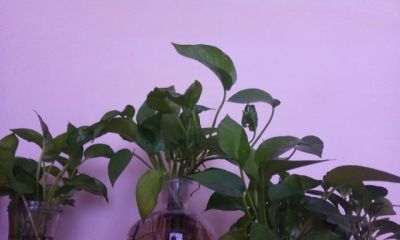 别再瞎浇水!绿萝激活气根才爆盆,轻松养成绿色瀑布 - 今日头条 别再瞎浇水!绿萝激活气根才爆盆,轻松养成绿色瀑布 - 图画吧TUHUABA