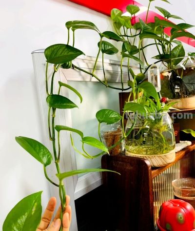 女子“玻璃瓶养绿萝”，意外长出“水下小森林”，真是太治愈了~ - 图画吧TUHUABA