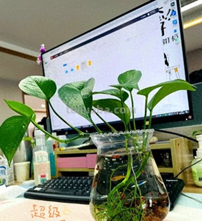 女子“玻璃瓶养绿萝”，意外长出“水下小森林”，真是太治愈了~ - 今日头条