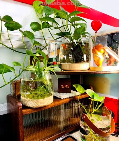 女子“玻璃瓶养绿萝”，意外长出“水下小森林”，真是太治愈了~ - 图画吧TUHUABA