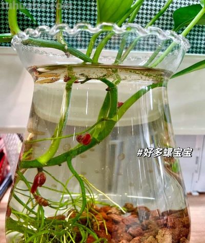 女子“玻璃瓶养绿萝”，意外长出“水下小森林”，真是太治愈了~ - 图画吧TUHUABA