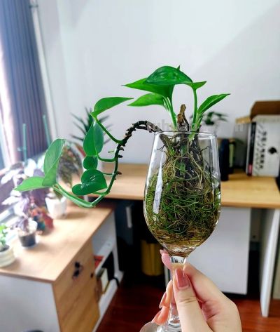 女子“玻璃瓶养绿萝”，意外长出“水下小森林”，真是太治愈了~ - 图画吧TUHUABA