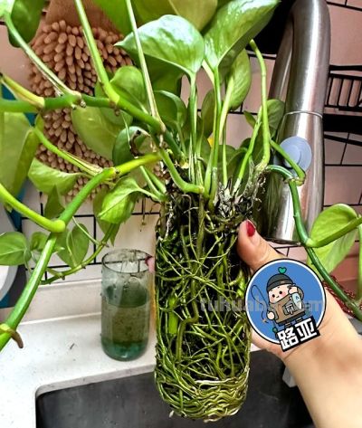 女子“玻璃瓶养绿萝”，意外长出“水下小森林”，真是太治愈了~ - 图画吧TUHUABA