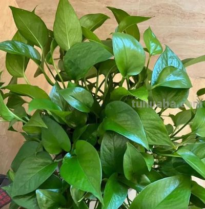 贵州一位老大爷,绿萝都能养出“高级感”,又美又省心 - 今日头条 贵州一位老大爷,绿萝都能养出“高级感”,又美又省心 - 图画吧TUHUABA