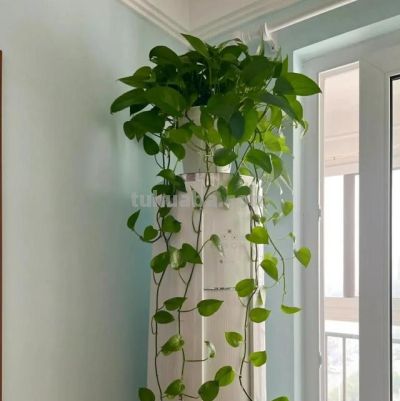 贵州一位老大爷,绿萝都能养出“高级感”,又美又省心 - 今日头条 贵州一位老大爷,绿萝都能养出“高级感”,又美又省心 - 图画吧TUHUABA