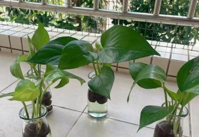 贵州一位老大爷,绿萝都能养出“高级感”,又美又省心 - 今日头条 贵州一位老大爷,绿萝都能养出“高级感”,又美又省心 - 图画吧TUHUABA