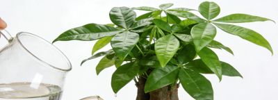 别再瞎浇发财树了！这样浇，叶片油绿疯长到爆盆 - 今日头条