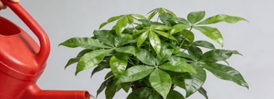 别再瞎浇发财树了！这样浇，叶片油绿疯长到爆盆 - 图画吧TUHUABA