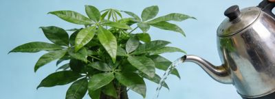 别再瞎浇发财树了！这样浇，叶片油绿疯长到爆盆 - 图画吧TUHUABA