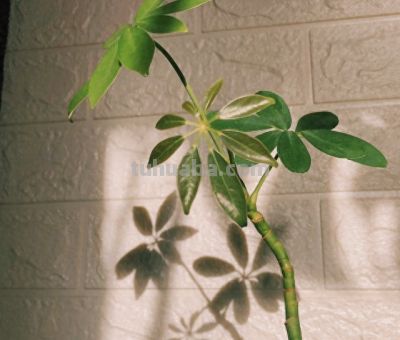 发财树越勤快死越快！记住这4个“懒人哲学”，叶子油亮撑爆盆 - 今日头条