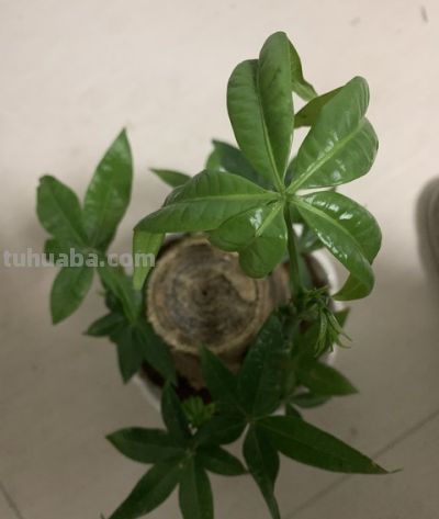 发财树越勤快死越快！记住这4个“懒人哲学”，叶子油亮撑爆盆 - 图画吧TUHUABA