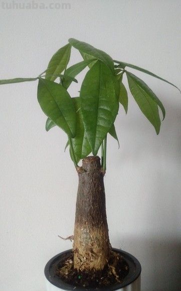 发财树越勤快死越快！记住这4个“懒人哲学”，叶子油亮撑爆盆 - 图画吧TUHUABA