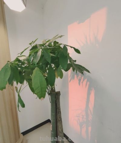 发财树越勤快死越快！记住这4个“懒人哲学”，叶子油亮撑爆盆 - 图画吧TUHUABA