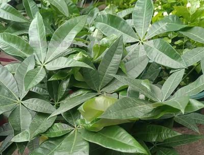 发财树越勤快死越快！记住这4个“懒人哲学”，叶子油亮撑爆盆 - 图画吧TUHUABA