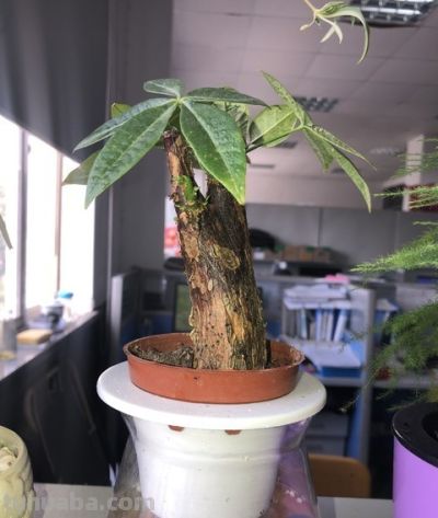 发财树越勤快死越快！记住这4个“懒人哲学”，叶子油亮撑爆盆 - 图画吧TUHUABA