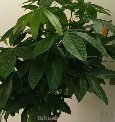 发财树越勤快死越快！记住这4个“懒人哲学”，叶子油亮撑爆盆 - 图画吧TUHUABA