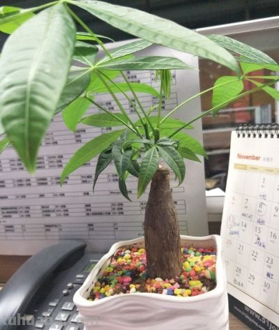 发财树越勤快死越快！记住这4个“懒人哲学”，叶子油亮撑爆盆 - 图画吧TUHUABA