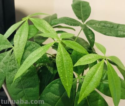 1月发财树假活烂根：避2坑做3查7步急救，养根续命！ - 图画吧TUHUABA