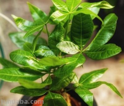 1月发财树假活烂根：避2坑做3查7步急救，养根续命！ - 图画吧TUHUABA