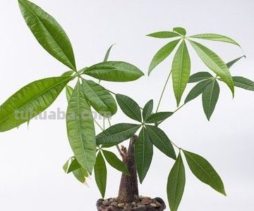 1月发财树假活烂根：避2坑做3查7步急救，养根续命！ - 图画吧TUHUABA