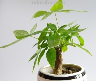 1月发财树假活烂根：避2坑做3查7步急救，养根续命！ - 图画吧TUHUABA