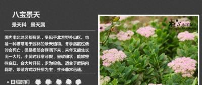 多肉的品种 - 图画吧TUHUABA