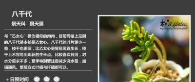 多肉的品种 - 图画吧TUHUABA