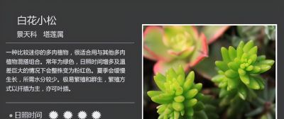 多肉的品种 - 图画吧TUHUABA