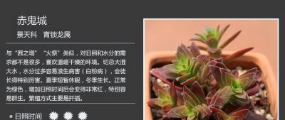 多肉的品种 - 图画吧TUHUABA