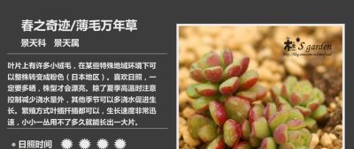 多肉的品种 - 图画吧TUHUABA