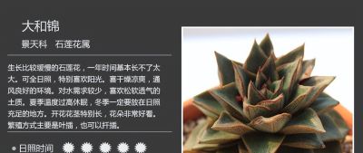 多肉的品种 - 图画吧TUHUABA