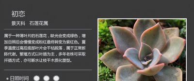 多肉的品种 - 图画吧TUHUABA