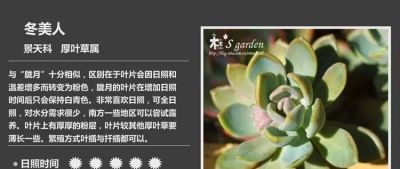多肉的品种 - 图画吧TUHUABA
