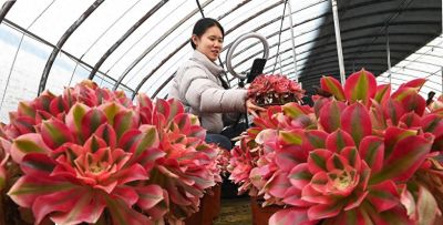 河北邯郸：多肉植物俏销市场 - 图画吧TUHUABA