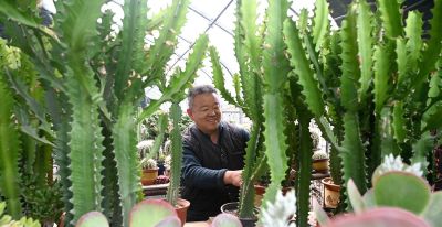 河北邯郸：多肉植物俏销市场 - 图画吧TUHUABA
