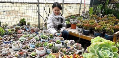 河北邯郸：多肉植物俏销市场 - 图画吧TUHUABA