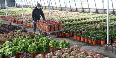 河北邯郸：多肉植物俏销市场 - 图画吧TUHUABA