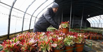 河北邯郸：多肉植物俏销市场 - 图画吧TUHUABA