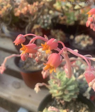 多肉开花会死吗？不用担心，随手剪掉，照样生长，不会有问题 - 今日头条