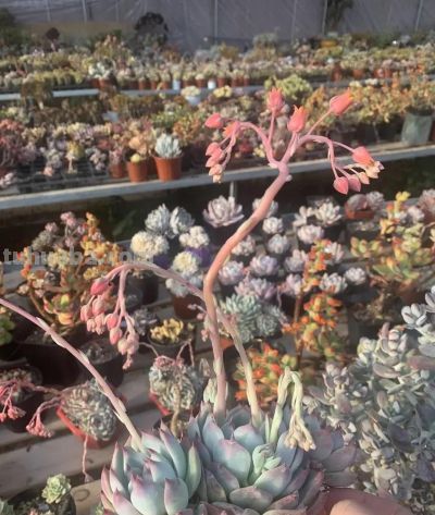 多肉开花会死吗？不用担心，随手剪掉，照样生长，不会有问题 - 图画吧TUHUABA