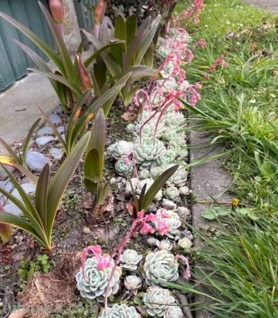 多肉开花会死吗？不用担心，随手剪掉，照样生长，不会有问题 - 图画吧TUHUABA