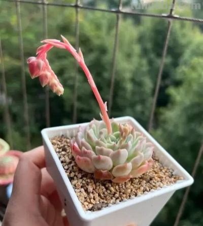 多肉开花会死吗？不用担心，随手剪掉，照样生长，不会有问题 - 图画吧TUHUABA