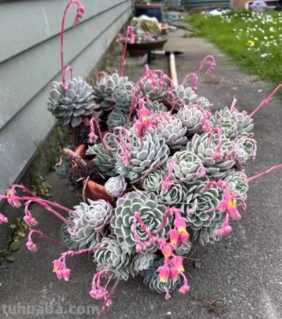 多肉开花会死吗？不用担心，随手剪掉，照样生长，不会有问题 - 图画吧TUHUABA