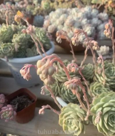 多肉开花会死吗？不用担心，随手剪掉，照样生长，不会有问题 - 图画吧TUHUABA